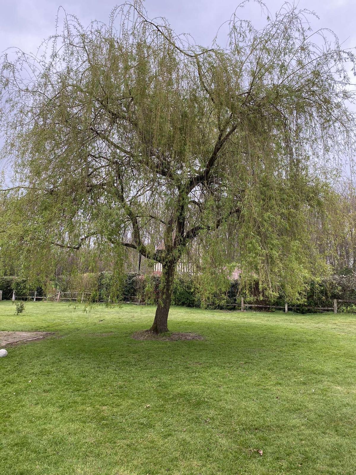 Arbre avec branches tombantes sur pelouse verte dans jardin paysager