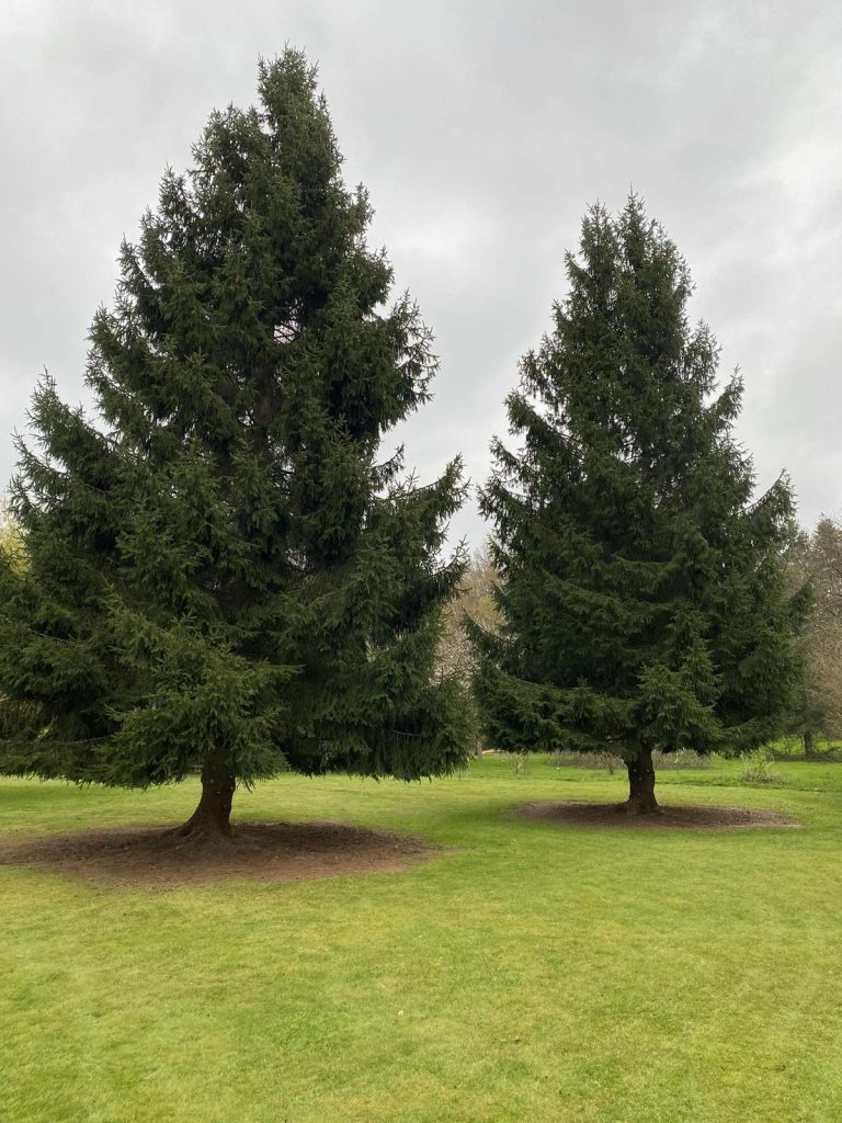 Deux grands sapins verts sur pelouse bien entretenue