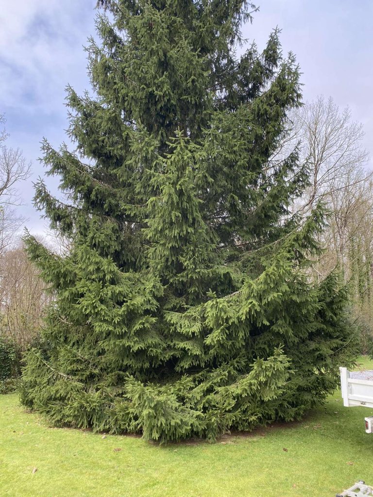 Grand sapin vert dense sur pelouse avec arbres en arrière-plan