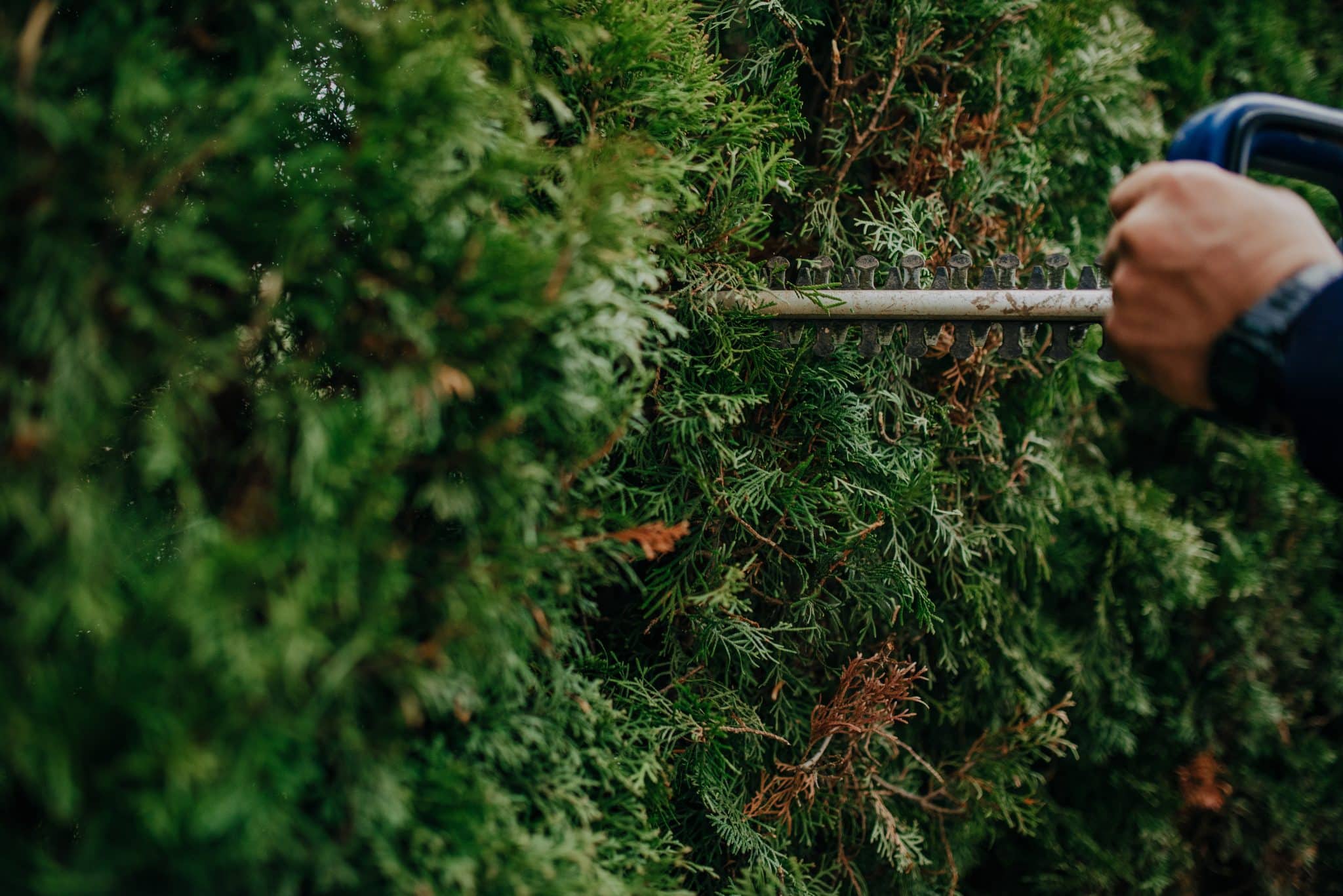 Hedge Trimming Job. Caucasian Gardener with Gasoline Hedge Trimmer Shaping Wall of Thujas in a Garden.Macro