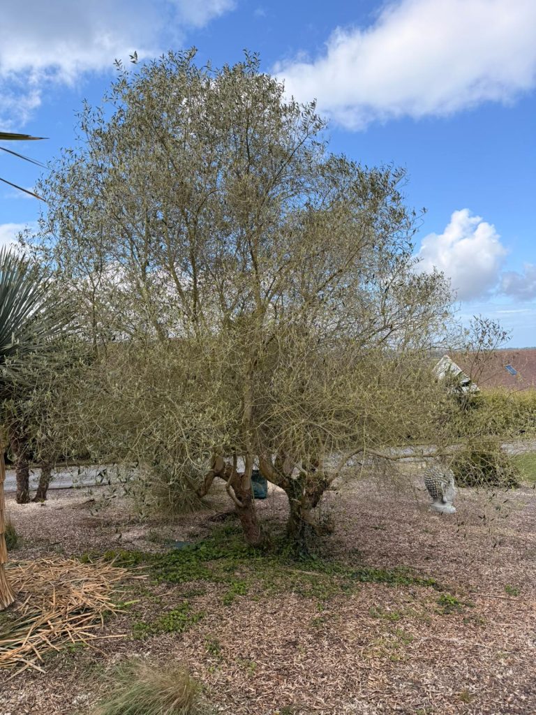 Olivier mature dans un jardin avec paillis et ciel bleu nuageux