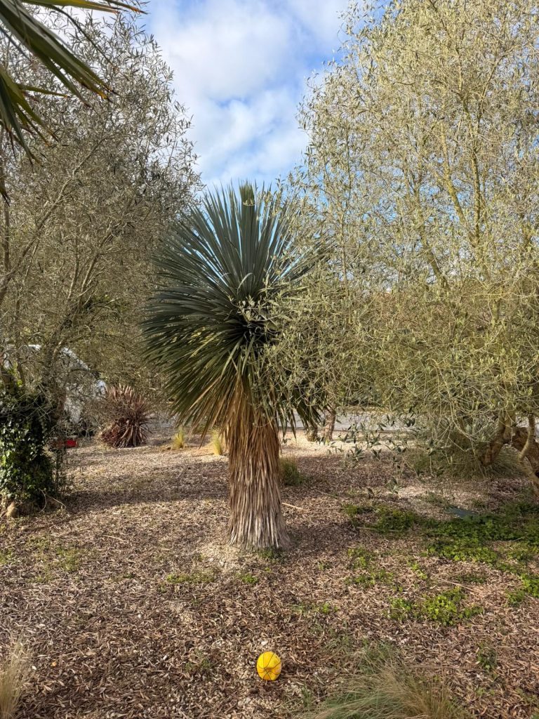 Arbre méditerranéen avec arbustes sur sol paillé