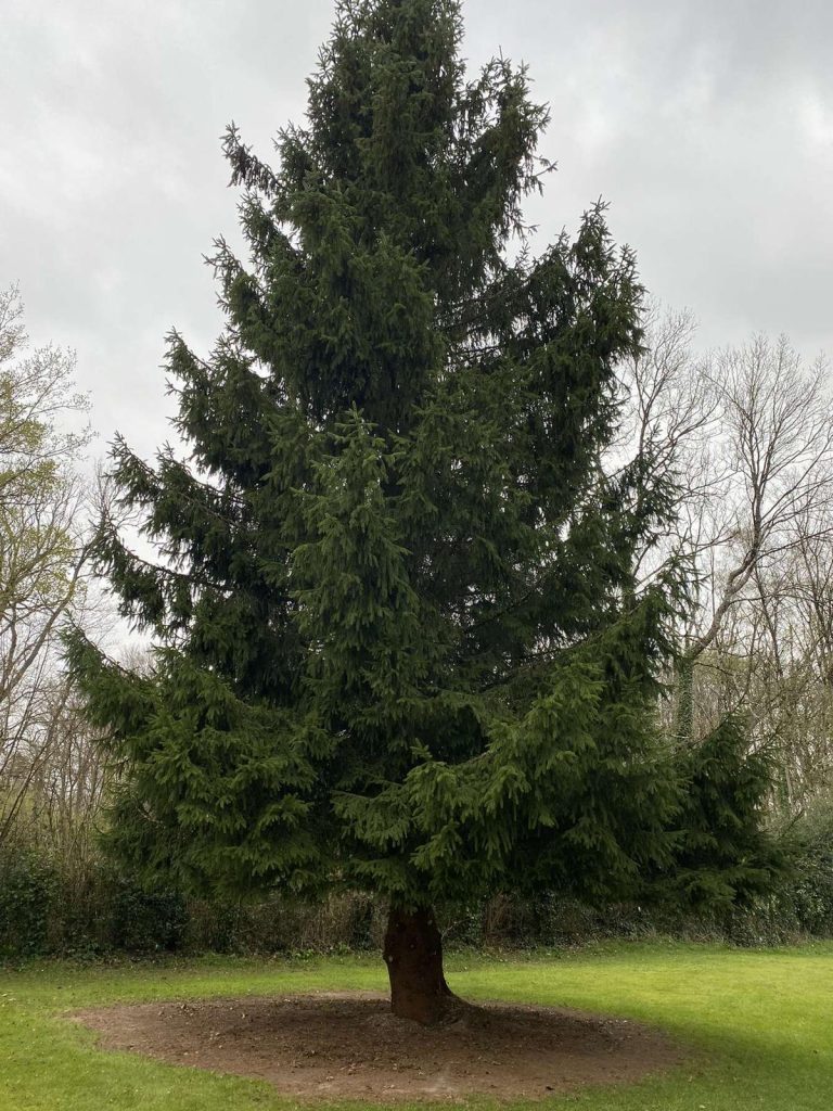 Grand sapin vert isolé dans un jardin avec pelouse