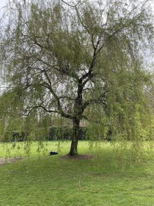 Taille d'un saule pleureur à Bernay