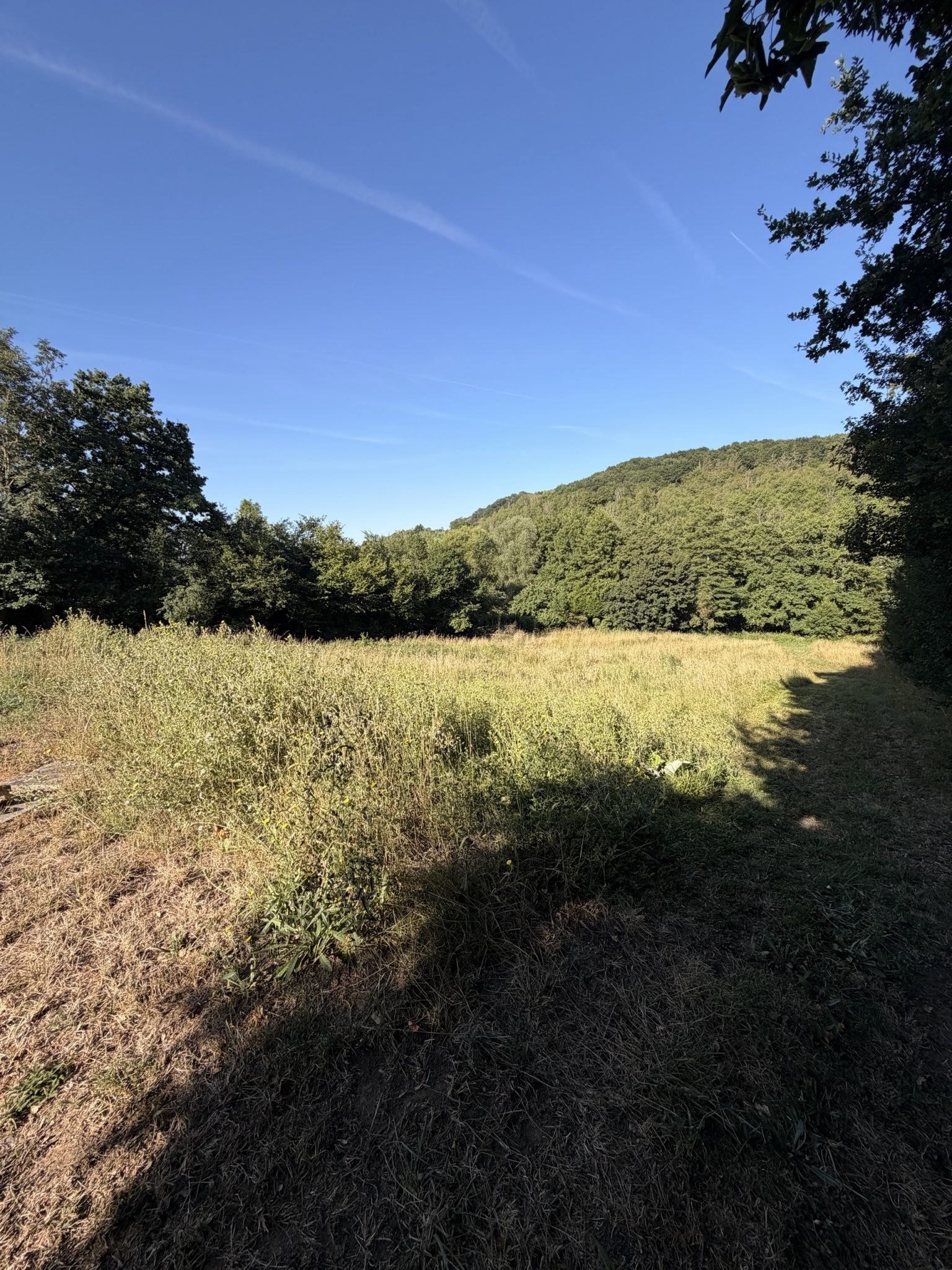 Nettoyage de prairie et débroussaillage à Livarot