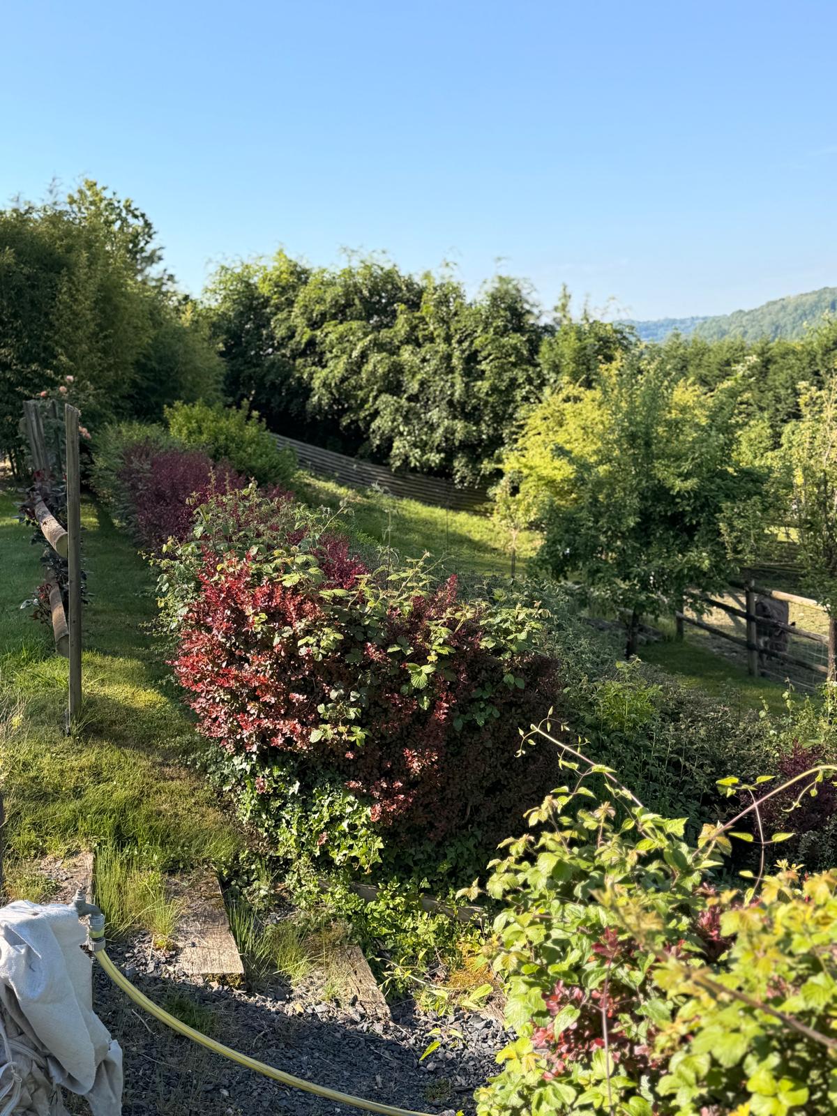 Avant entretien paysager L&B Paysages