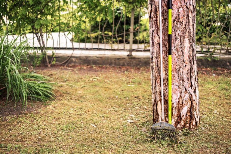 Abattage arbre jardin à Lisieux : conseils et budget